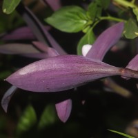 Tradescantia pallida (Rose) D.R.Hunt